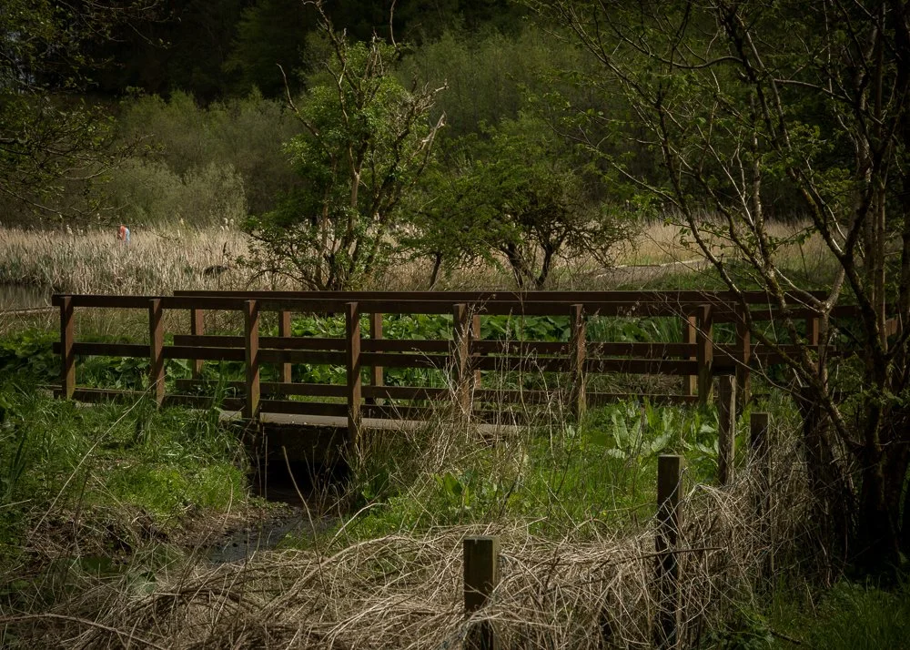 A small wooden bridge crossing a narrow stream in a lush green wetland surrounded by trees and tall grasses.
