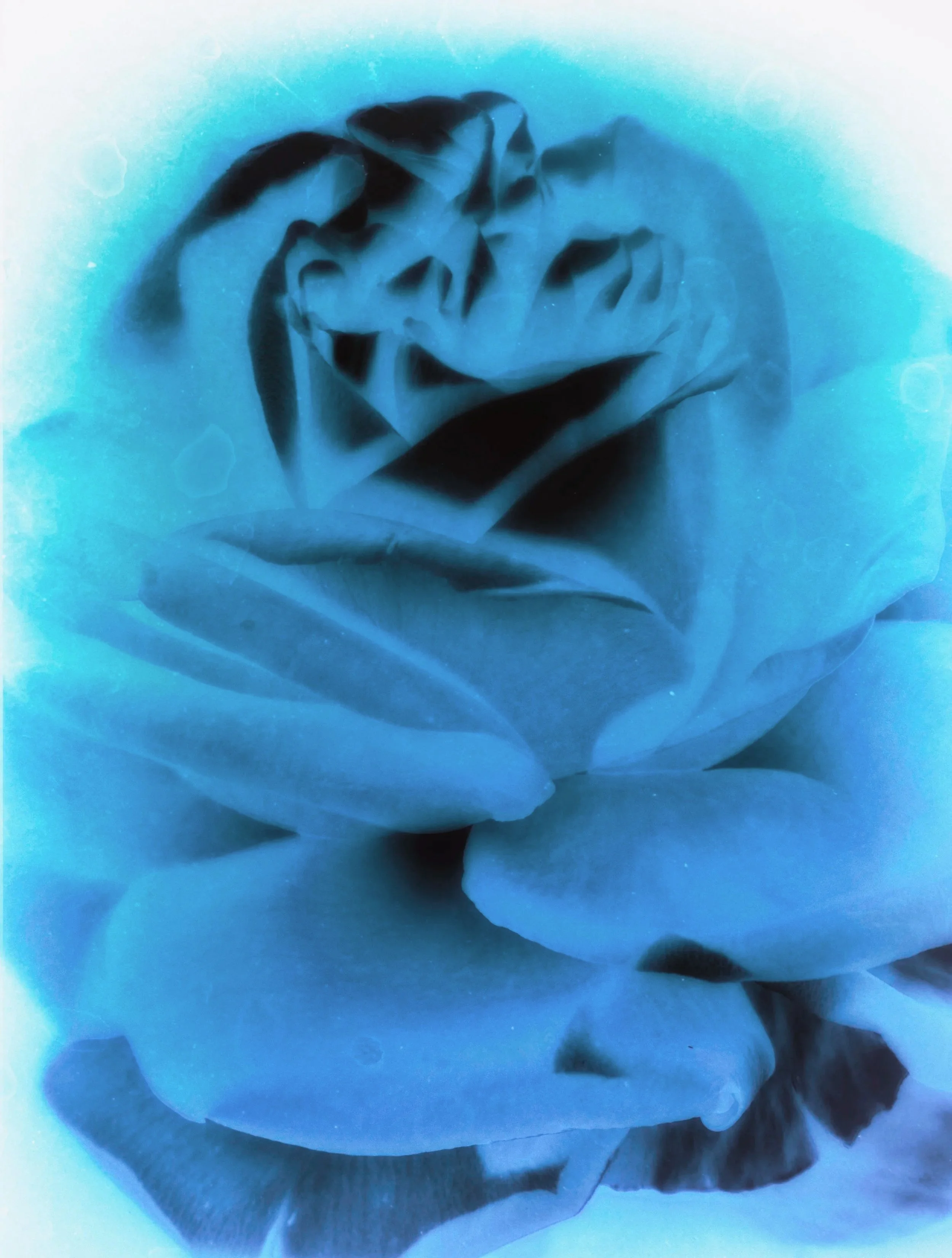fleur_5+copie.jpg
