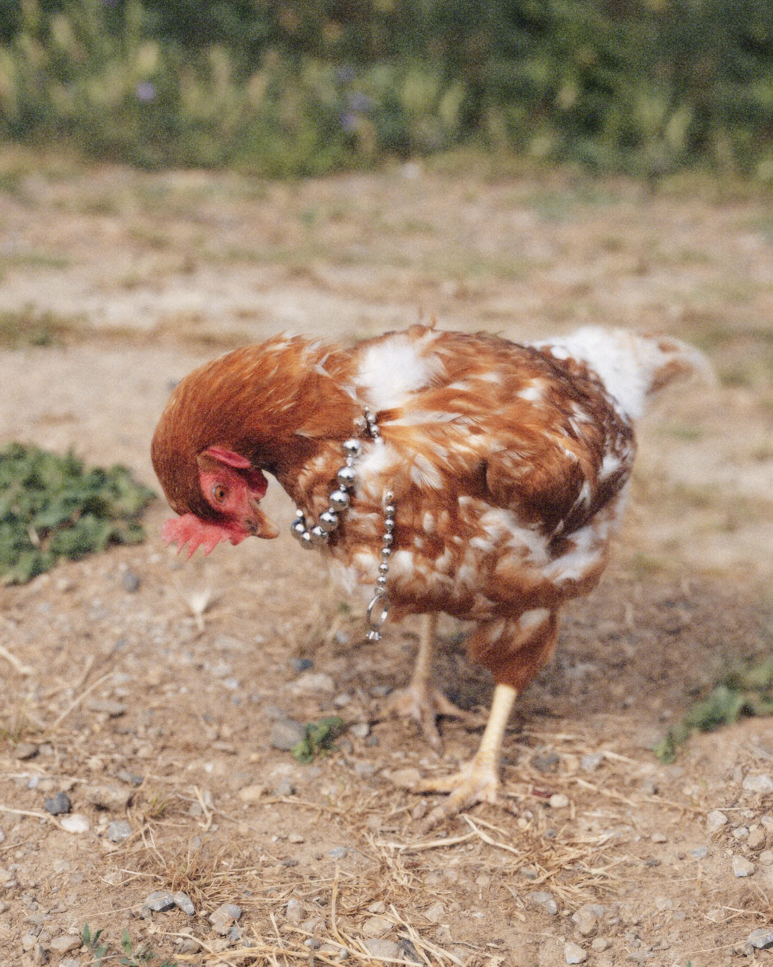 poupoule2-Récupéré.jpg