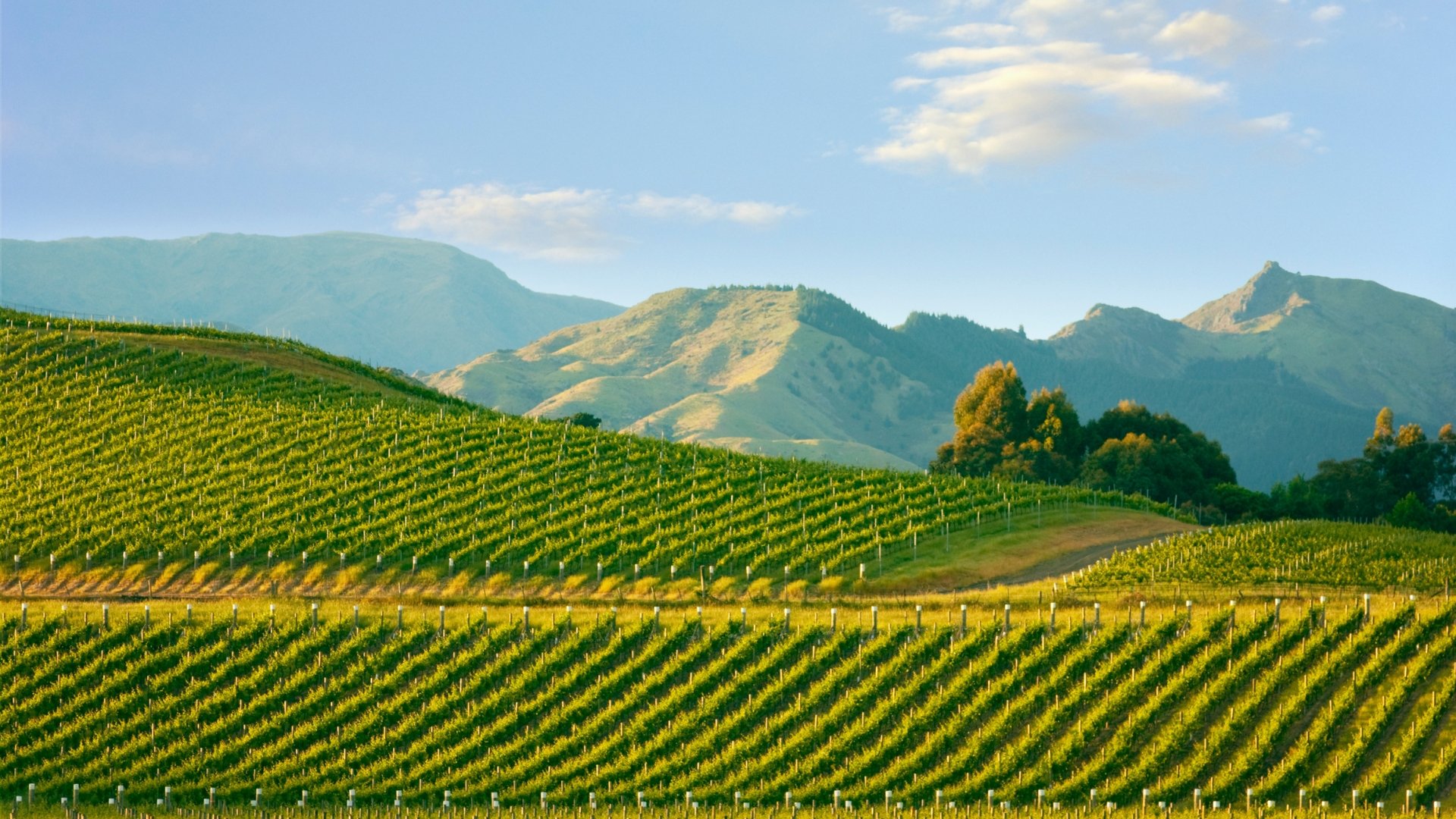 New Zealand vineyard with rows of green vines stretching across hills, mountains in the background, and a blue sky with a few clouds.