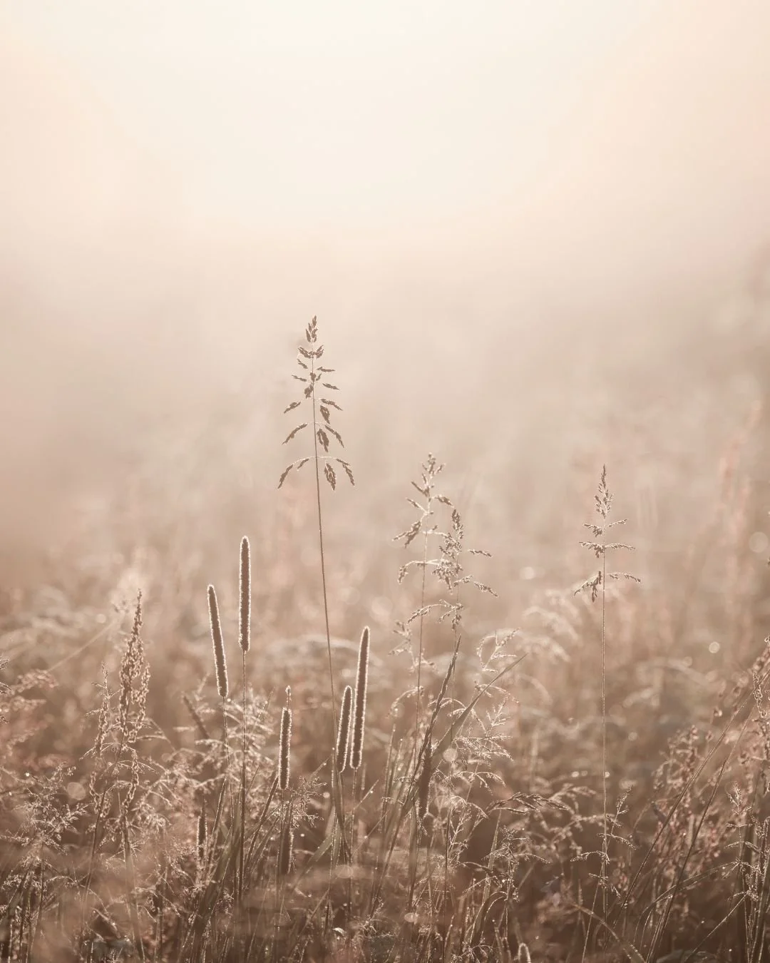 Field of dry grasses with soft sunlight, creating a warm glow.