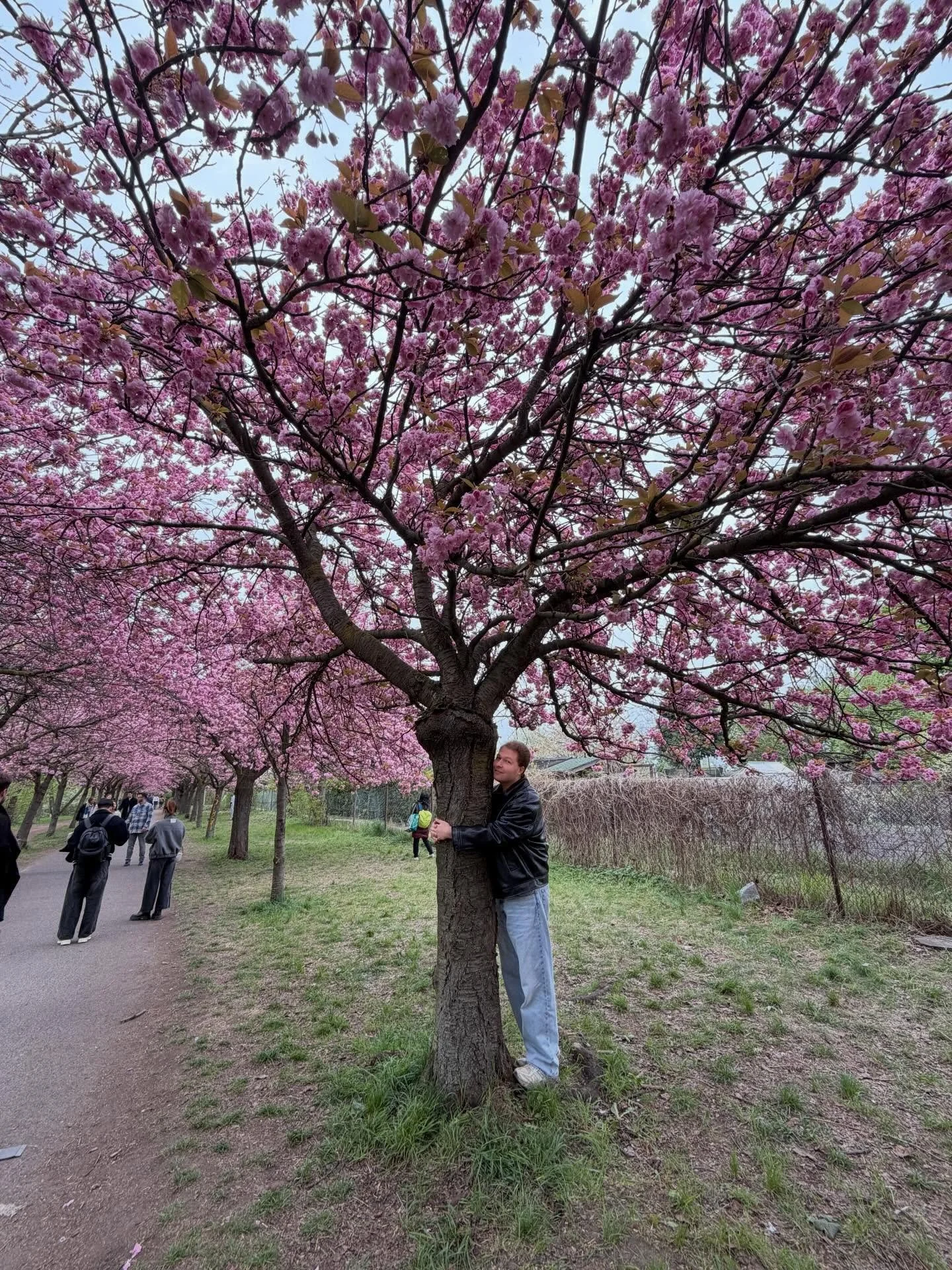 When no one to hug / the cherry is not a bad option🤣

dont&rsquo;t ask where i have my great bag baught from😈

Couperin❤️ 

perfect sunday🌷🌷🌸🍒

#cherry #blossom #berlin #japan hug