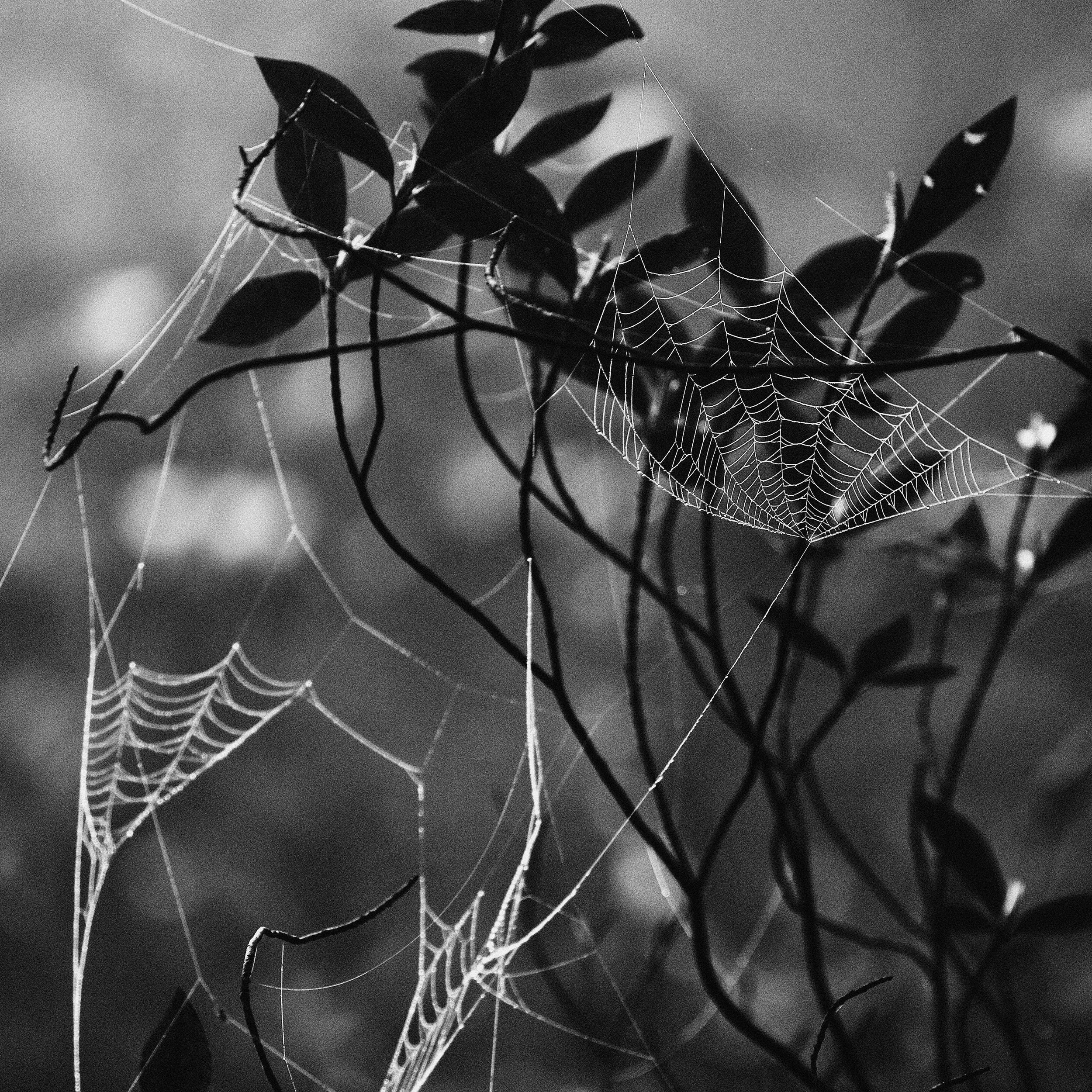 web.jpg