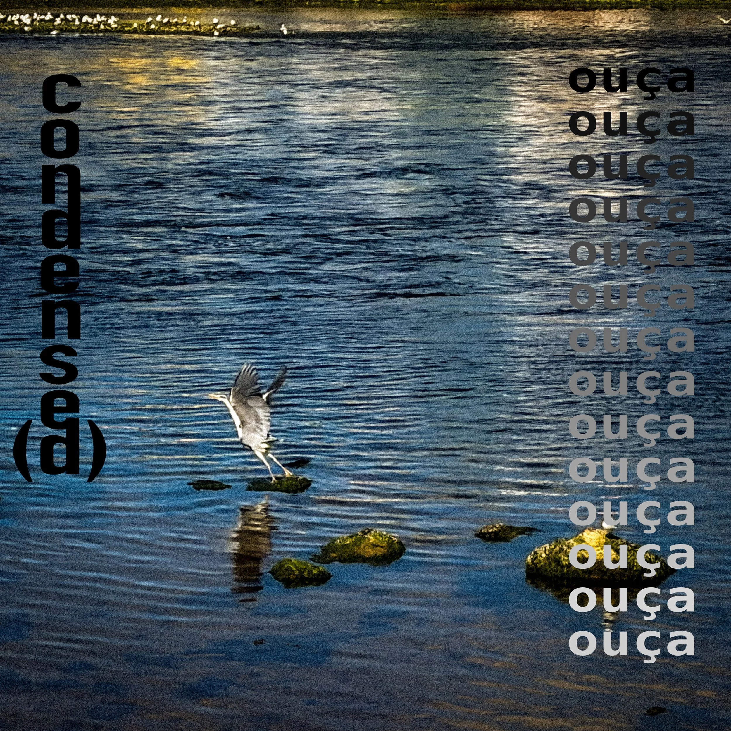 XVI BRAZIL