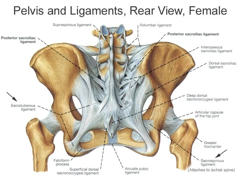 An anatomical illustration of the female pelvis showing bones, ligaments, and connective tissues from a rear view, labeled with names such as the iliolumbar ligament, sacrotuberous ligament, and articular capsule of the hip joint.
