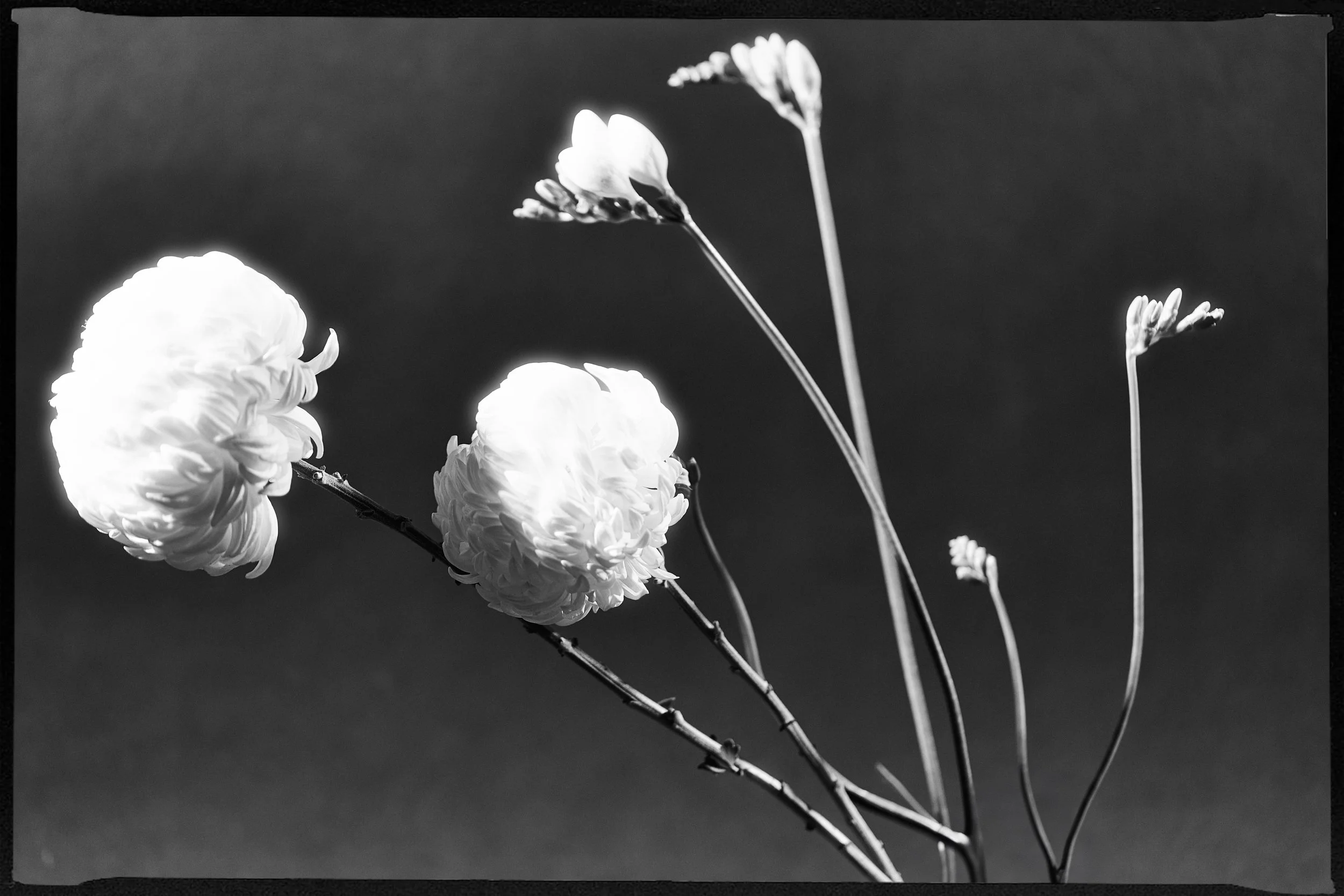 Flowers_landscape.JPEG
