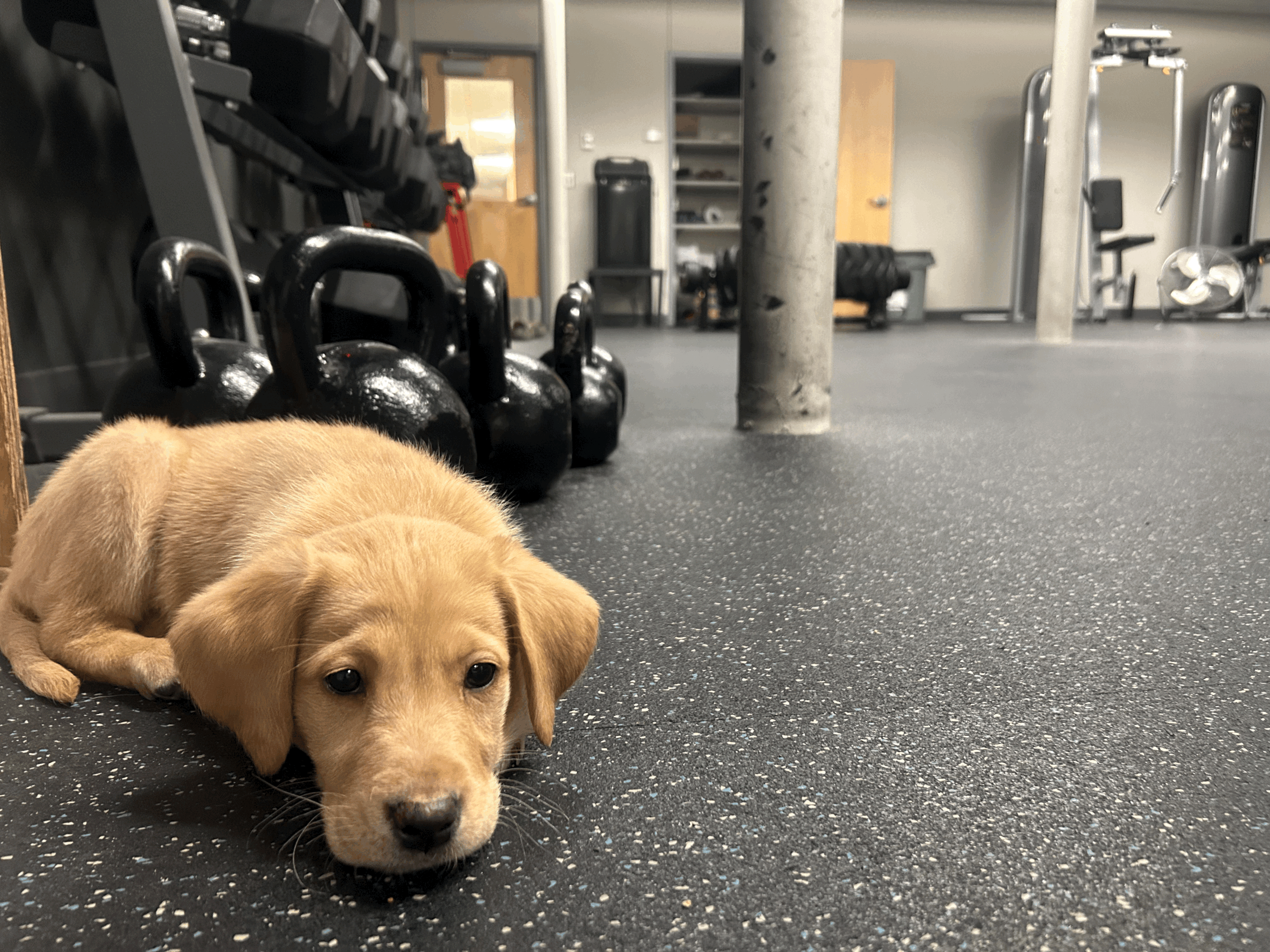 Puppy Fundamentals $100+tax