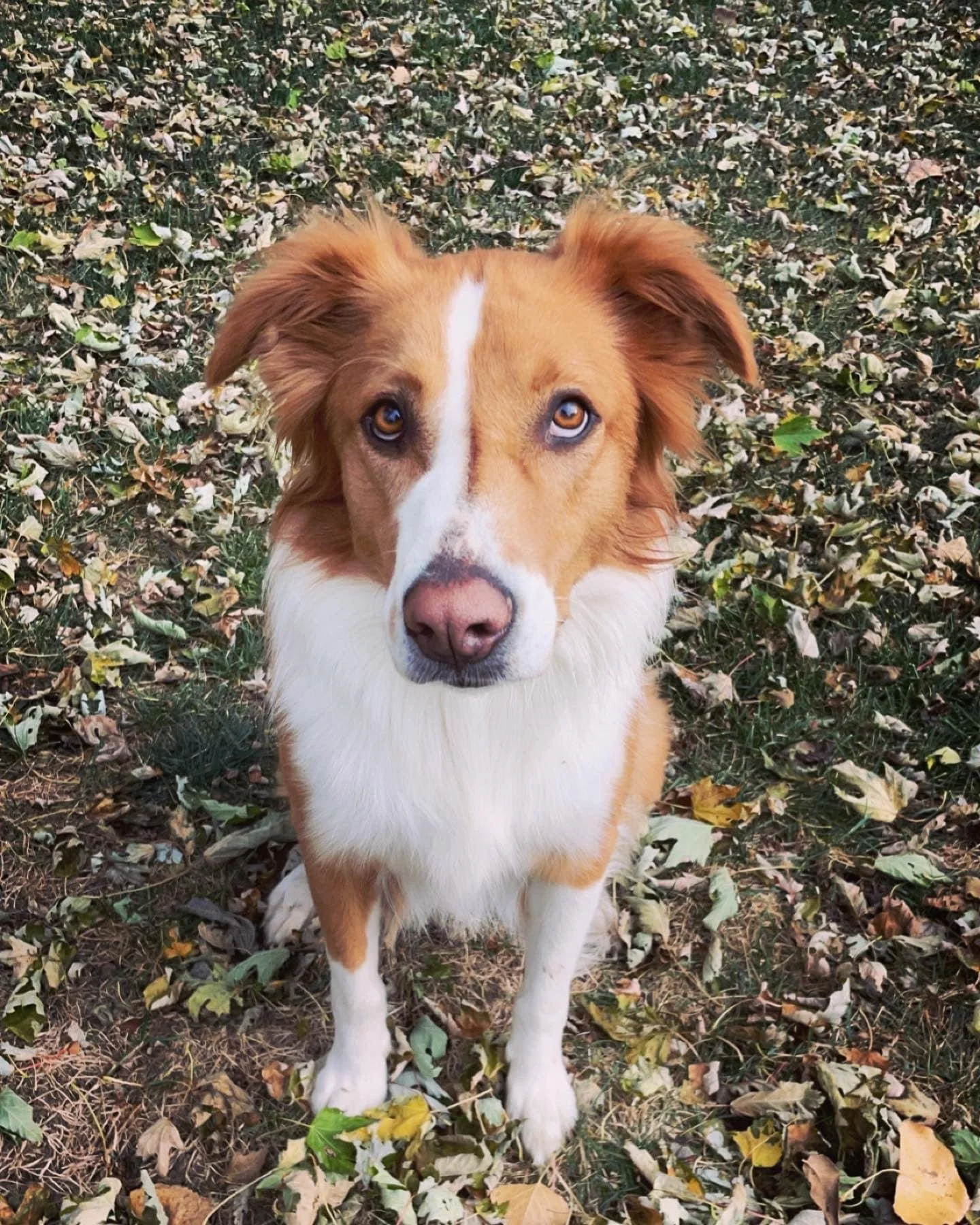 Advanced Obedience $1000+tax