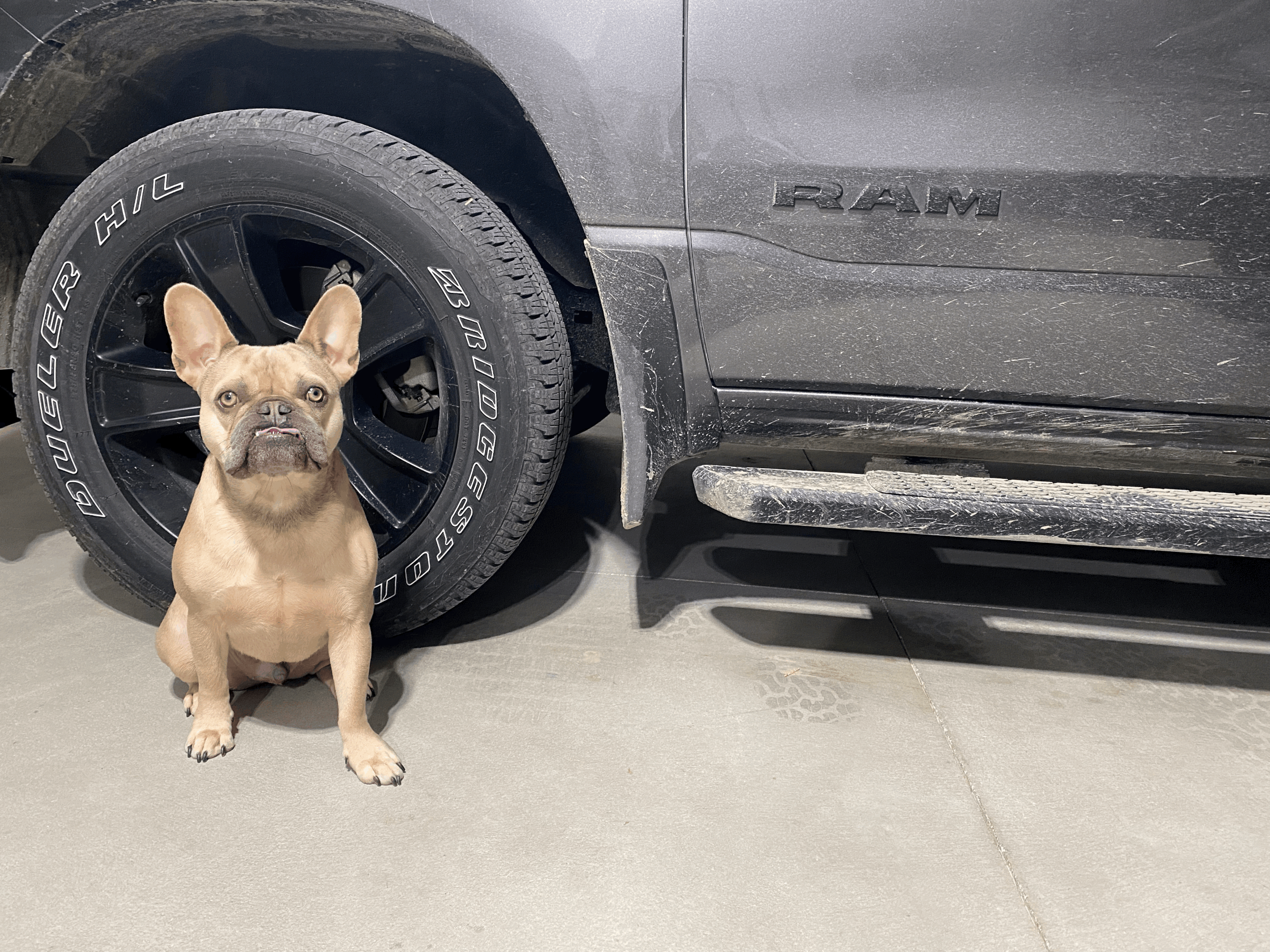 Basic Obedience $600+tax