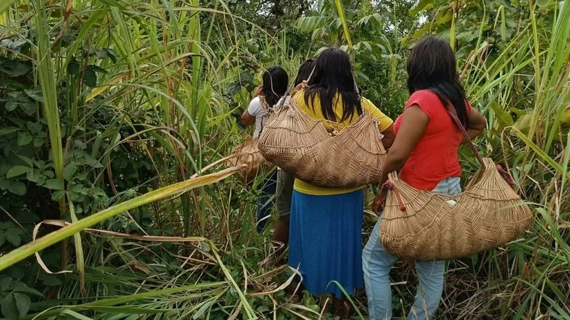 Group of women carrying large woven bags through tall dense grass or jungle.