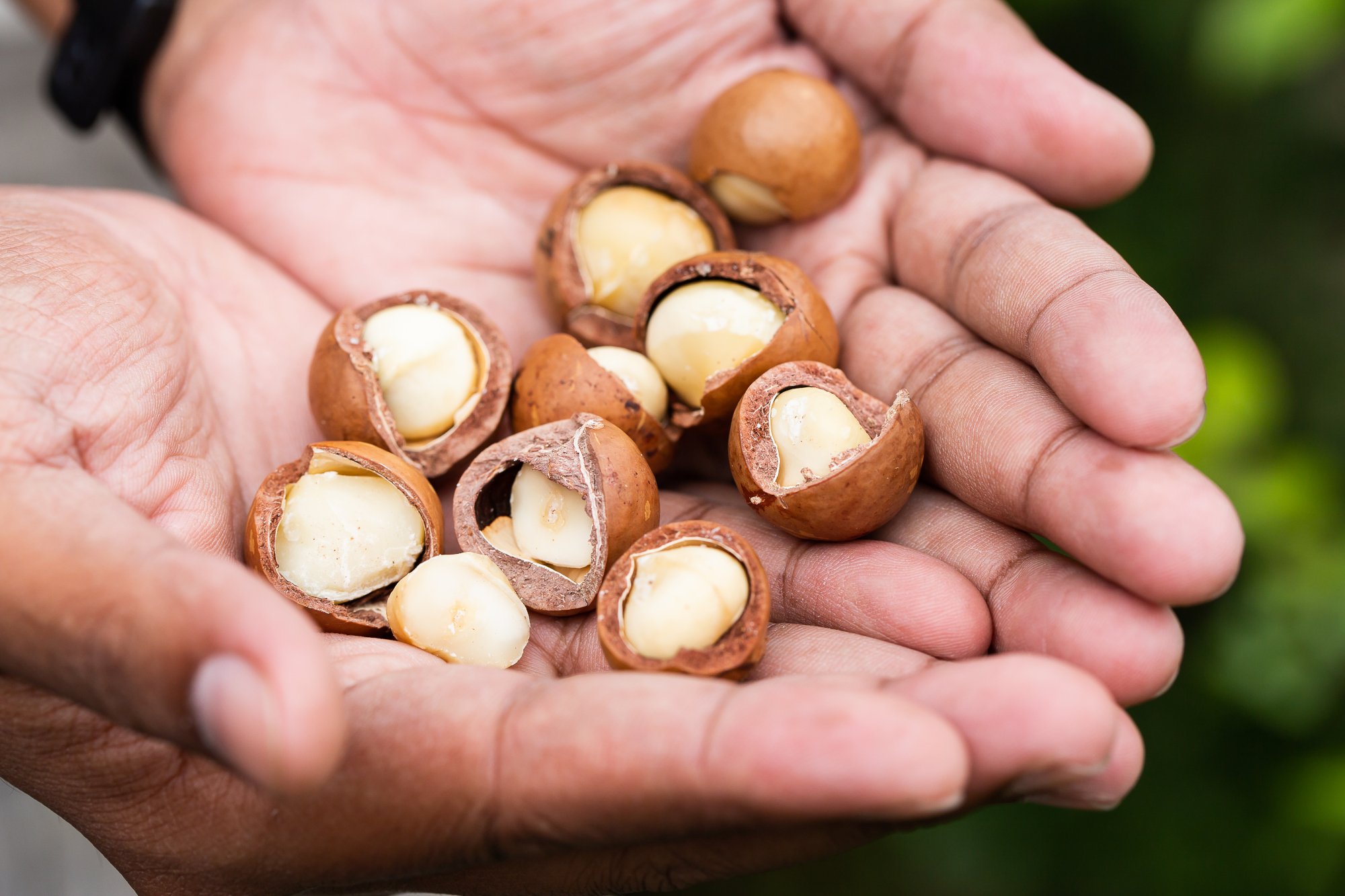 A person's hands holding several opened hazelnuts with creamy nut kernels inside.