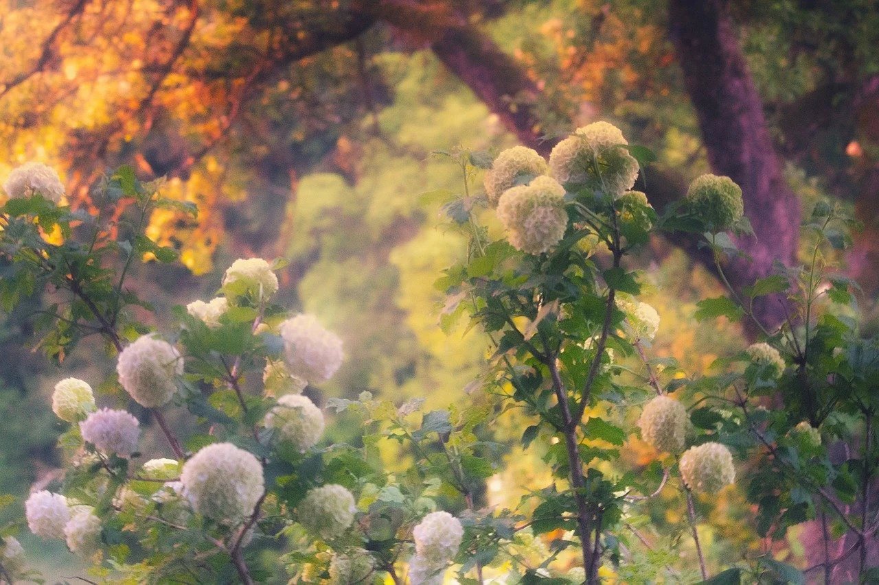 The Beauty of Hydrangeas