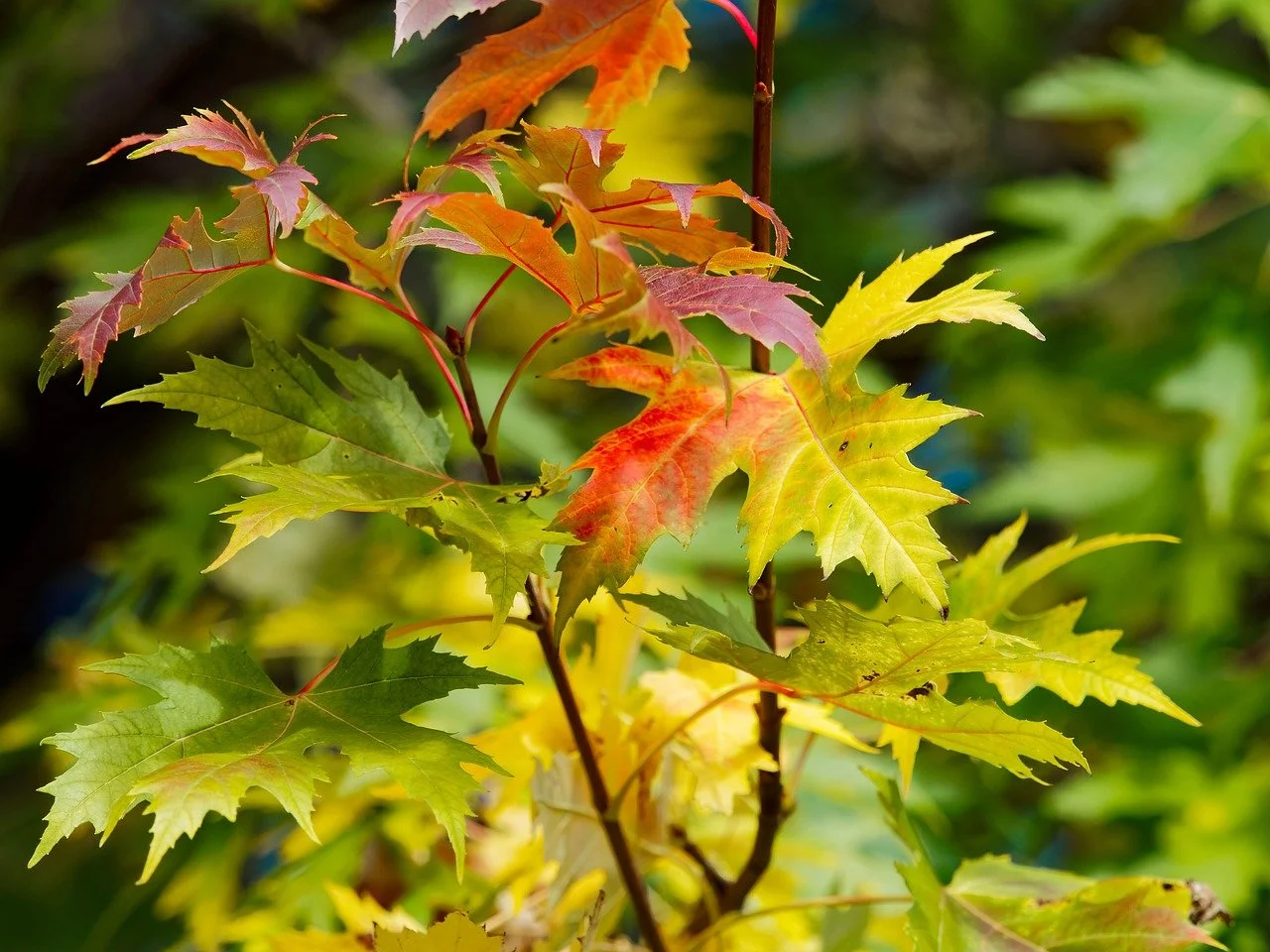 Planting & Caring for Deciduous Trees