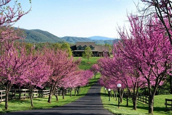 The Beauty of a Tree-Lined Drive