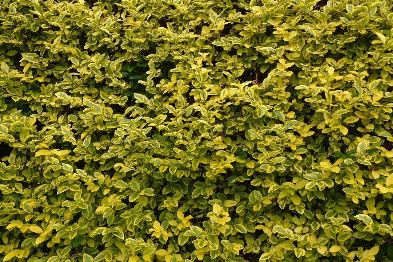 Planting & Caring for Shrubs