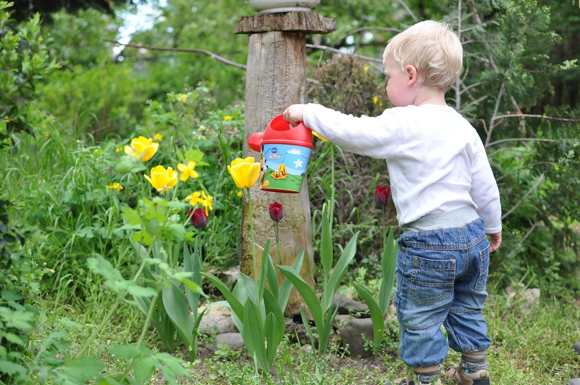 Best Summertime Plant Watering Tips