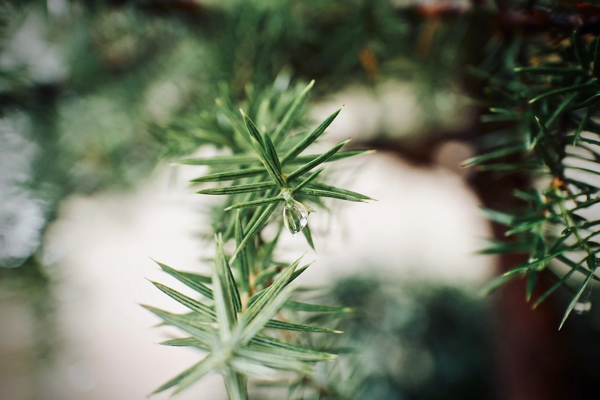 An Evergreen Winter