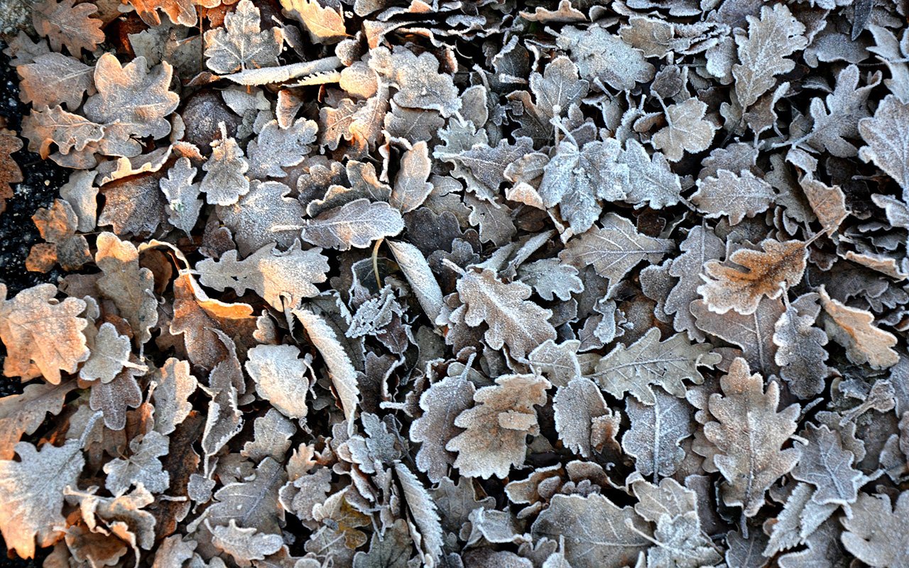 How to Winterize Your Landscaping
