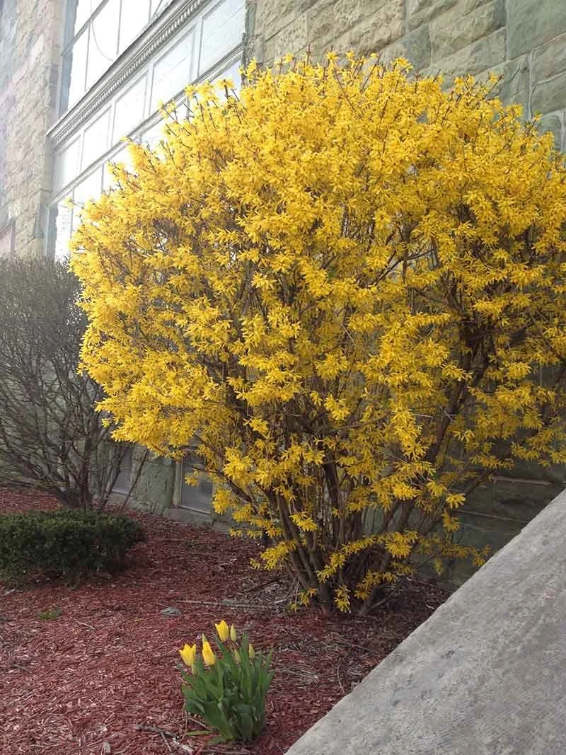 Welcoming Spring with Fabulous Forsythia