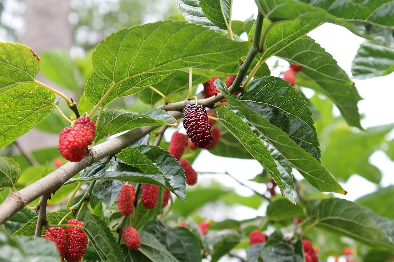 New Trends in Eco-Friendly Yards