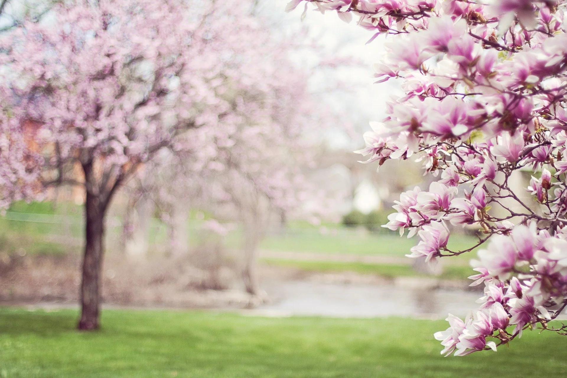 Choosing A Flowering Tree