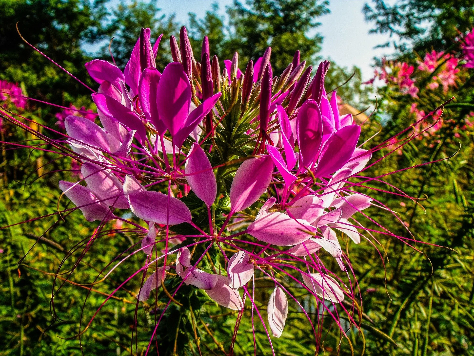 The Flowers of July