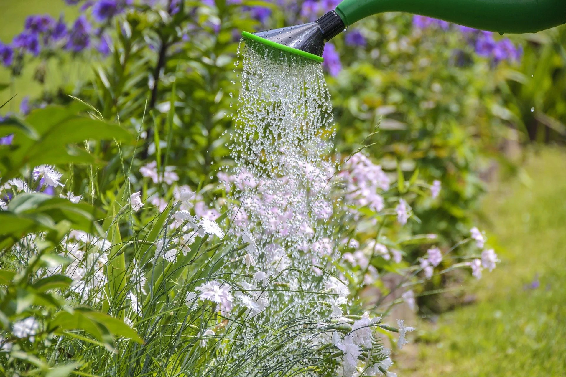 Best Ways to Water