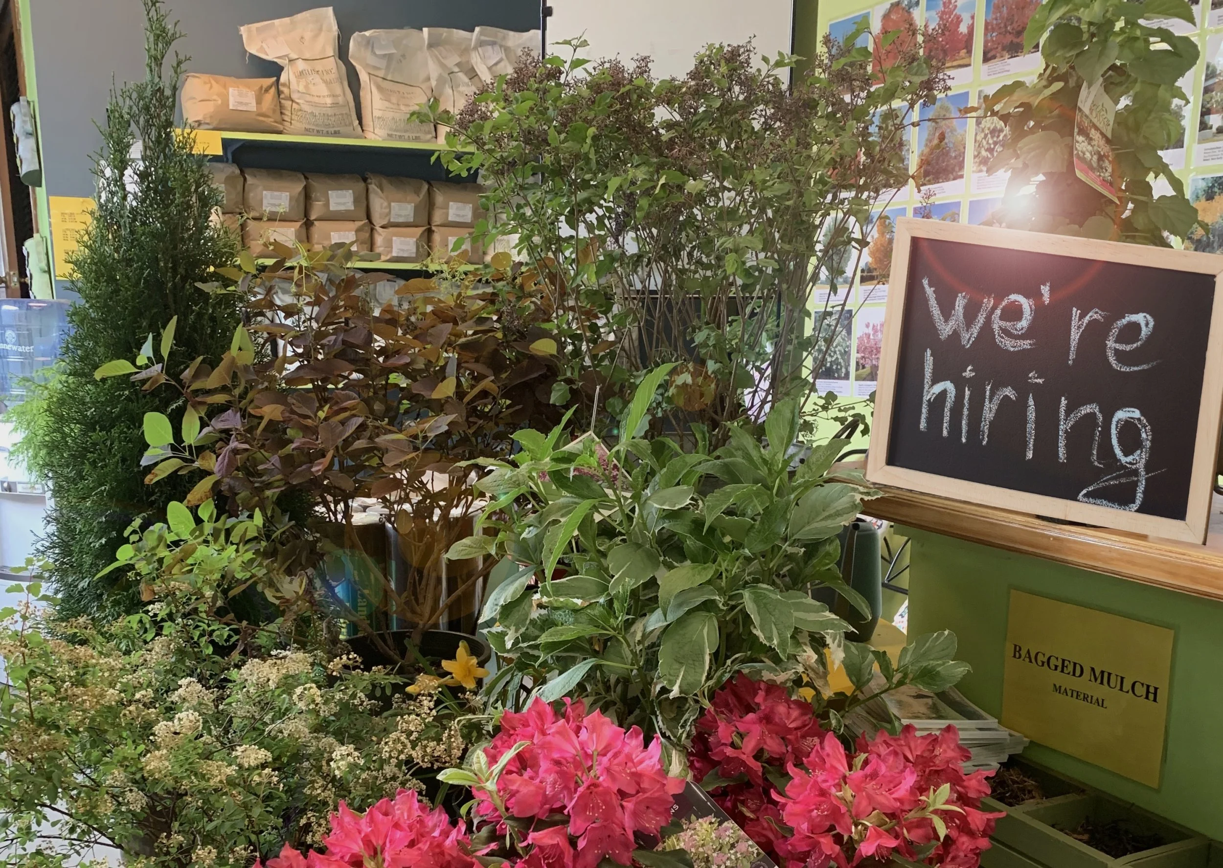 We're Hiring! Work with us at Augustine Nursery!