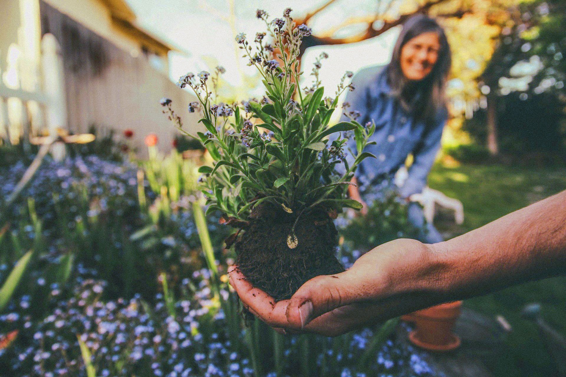 Your Garden and Yard is Good for Your Health