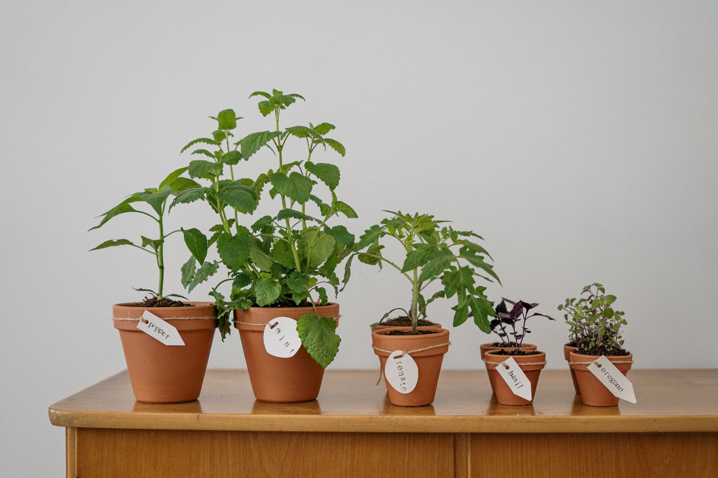 Indoor Gardening for Outdoor Gardeners