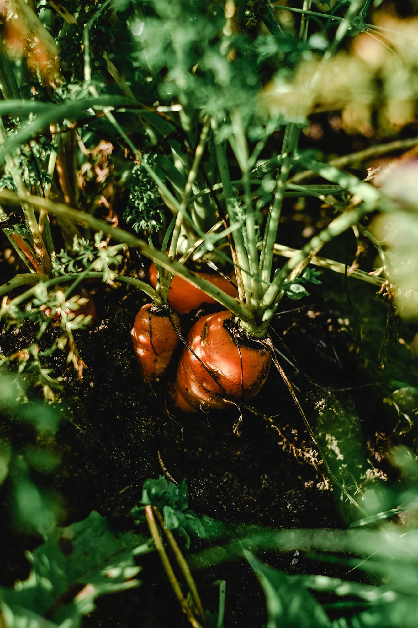 Getting to the Root of your Plantings