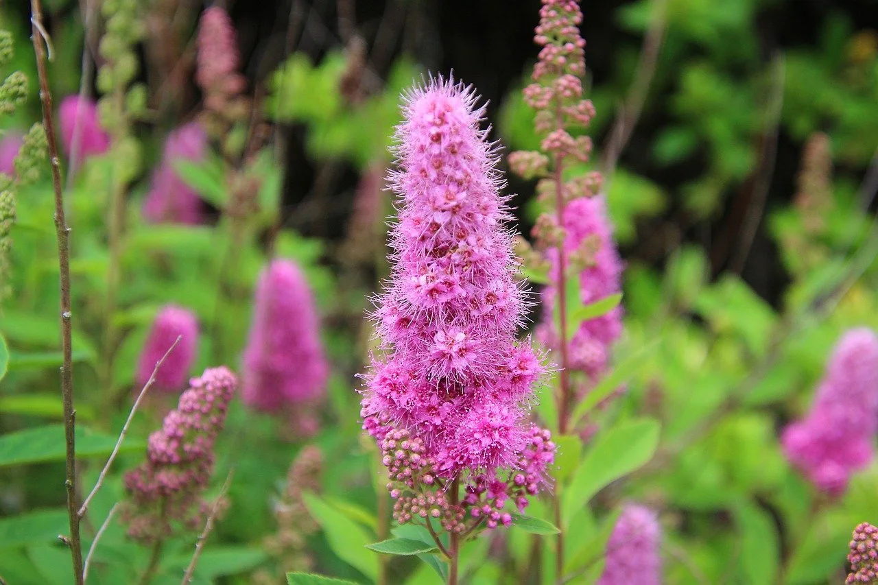 Don’t Let Invasive Plants Wreak Havoc on your Landscape