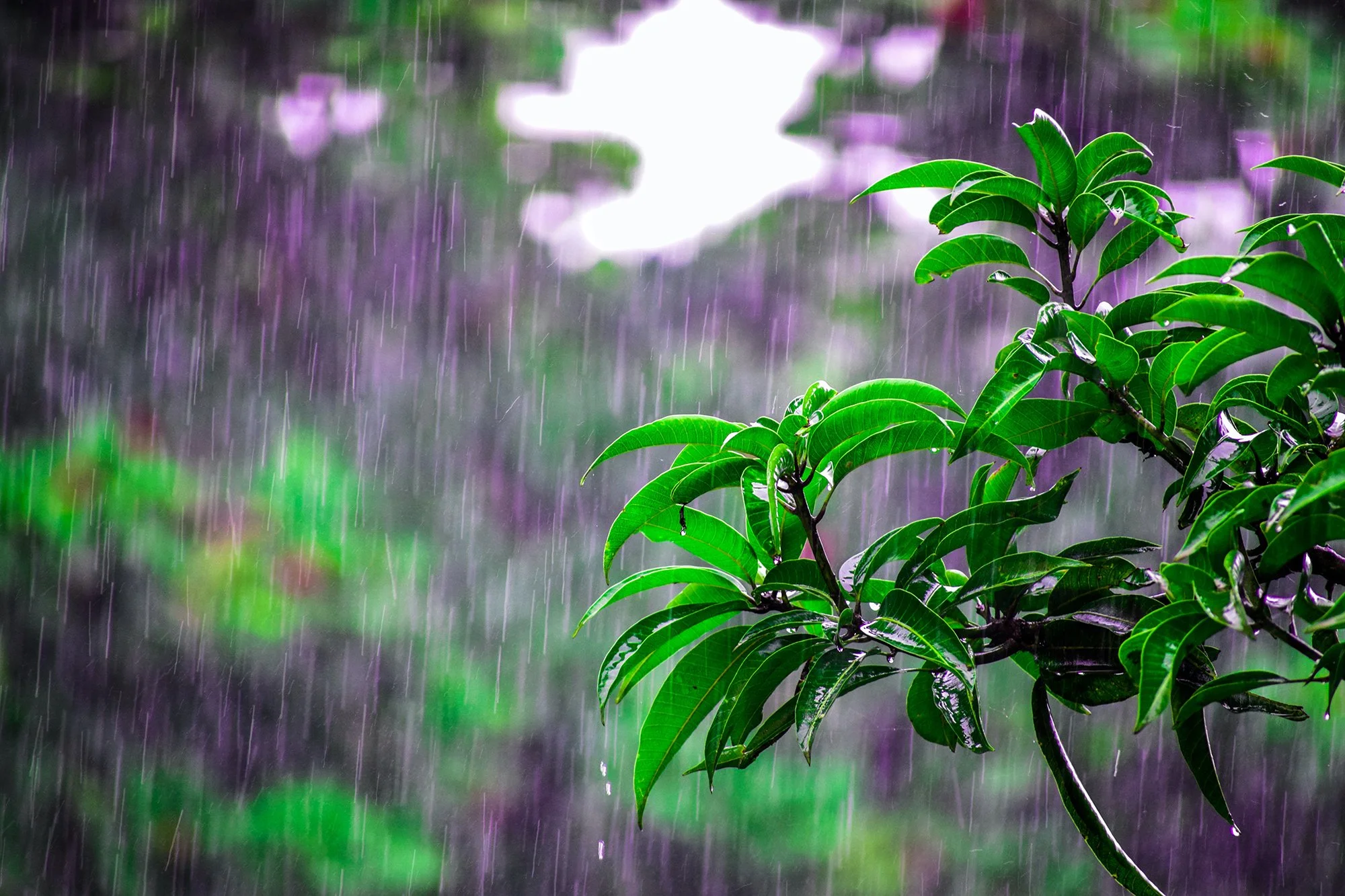 How Too Much Rain Affects Your Landscaping