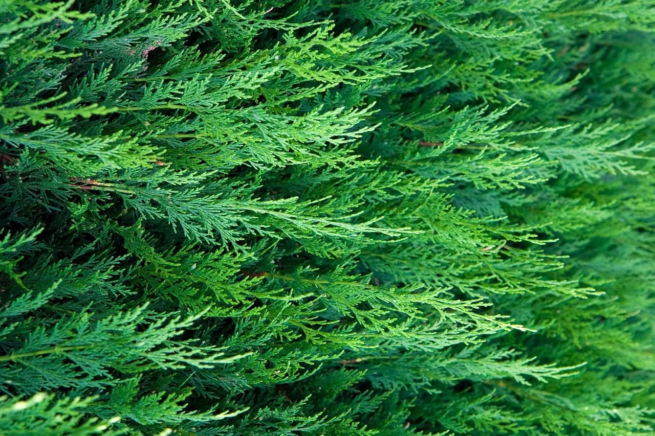 Landscaping Problems That Hurt Home Value