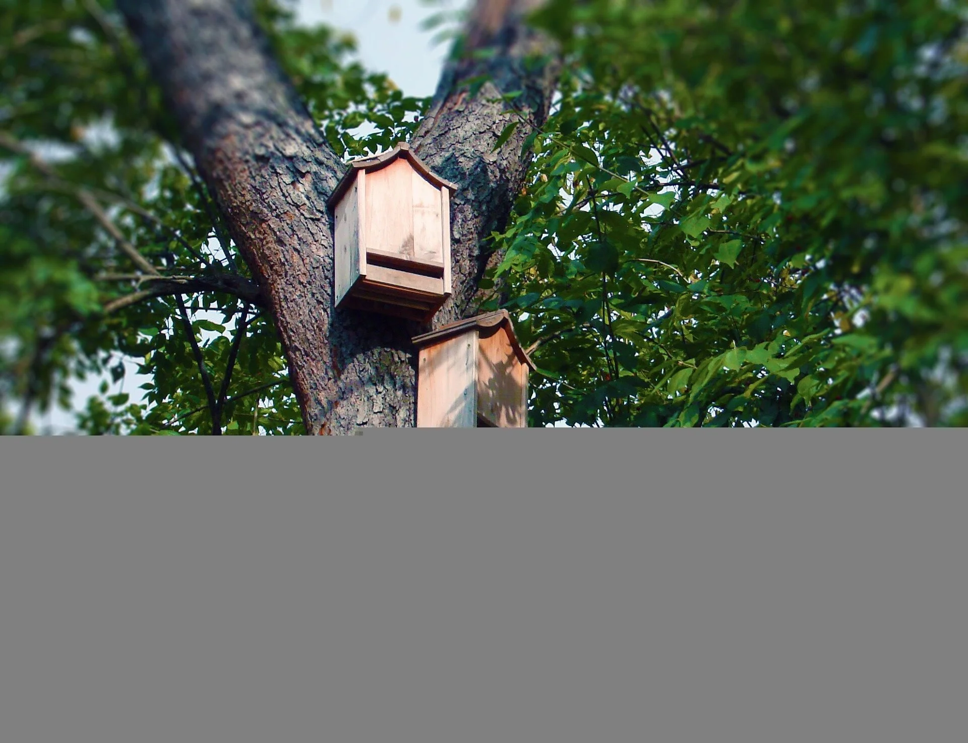 Building a Bat Garden