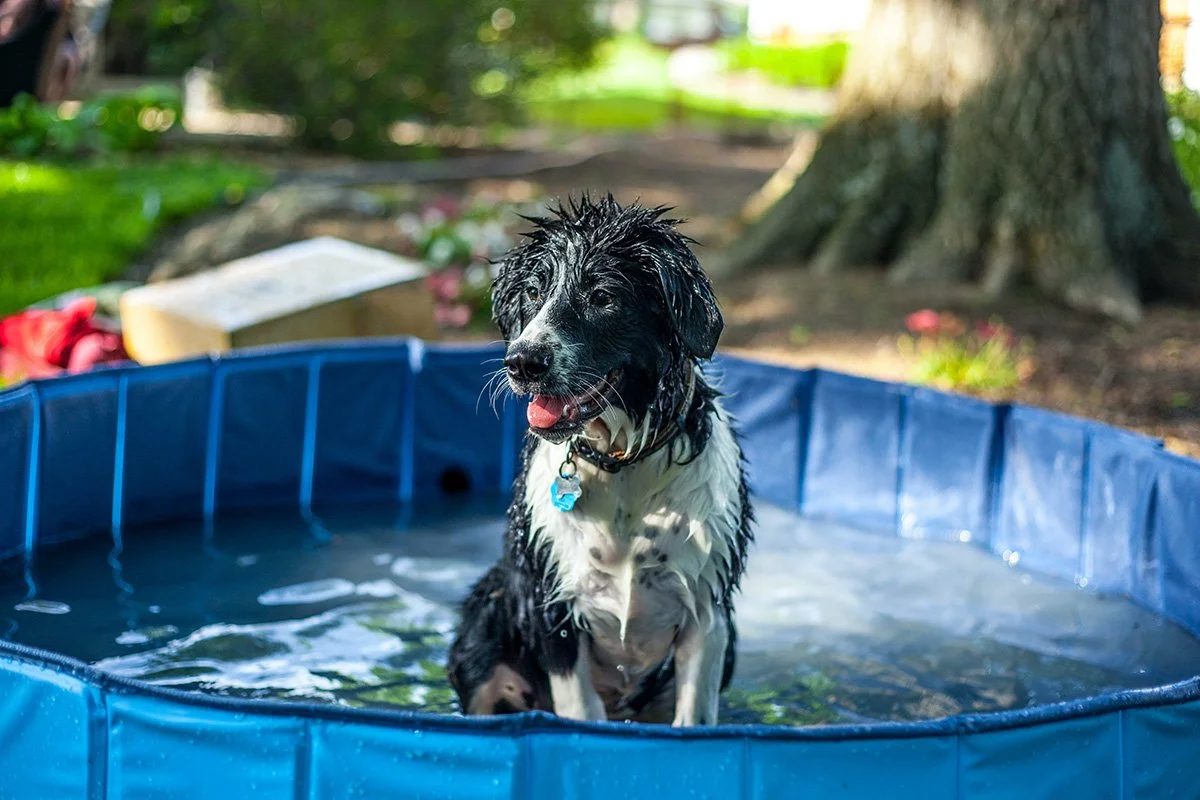Dog Friendly Landscaping