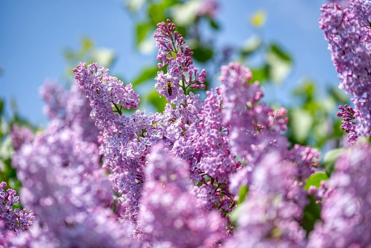 Calling All Lilac Lovers