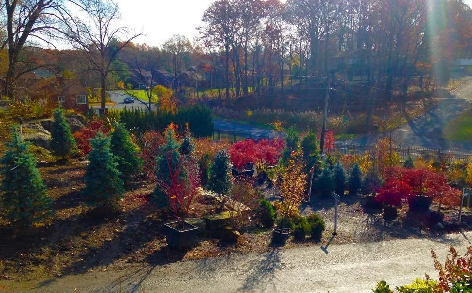 Fall Tree Maintenance