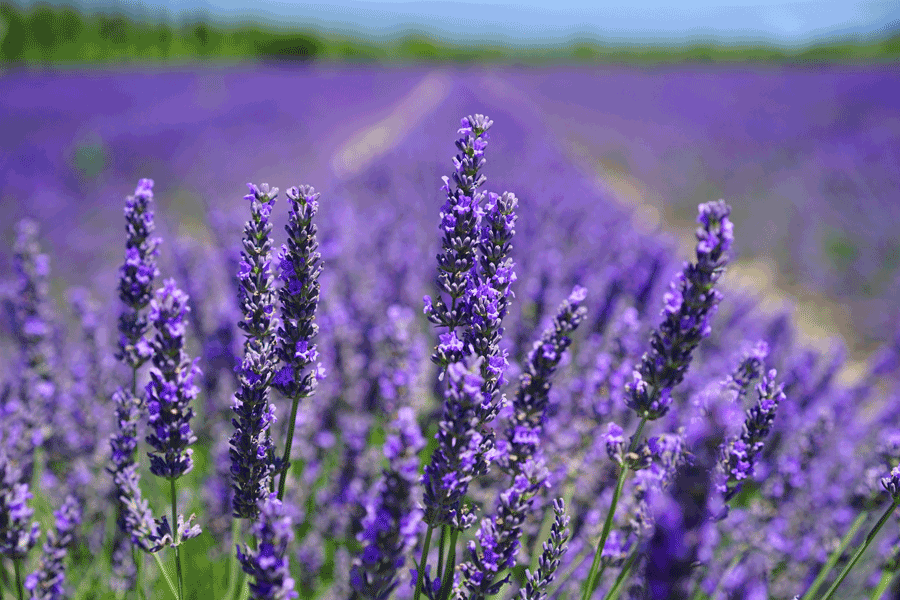 Gardening to Stop Mosquitoes