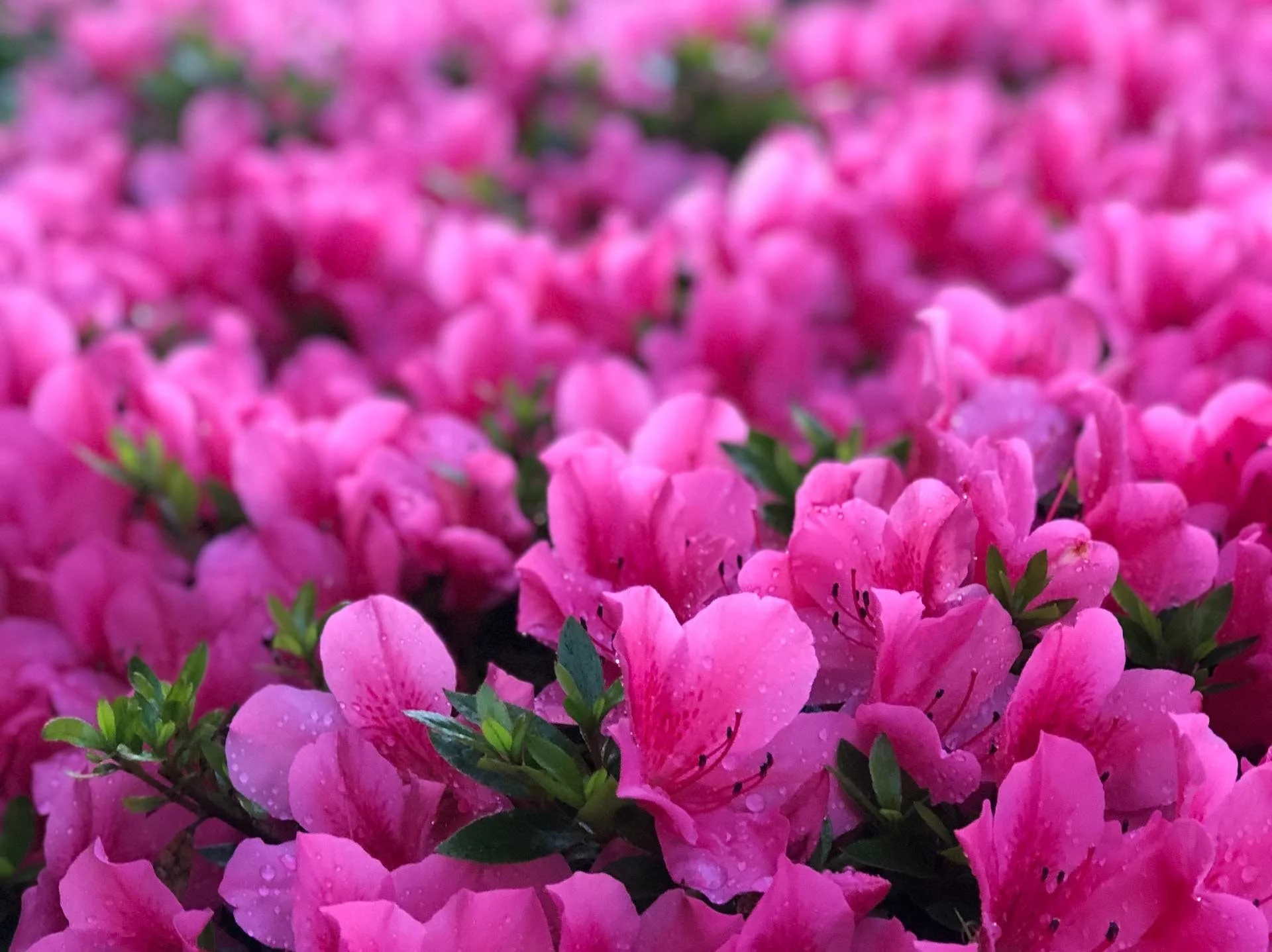 Rhodies & Azaleas