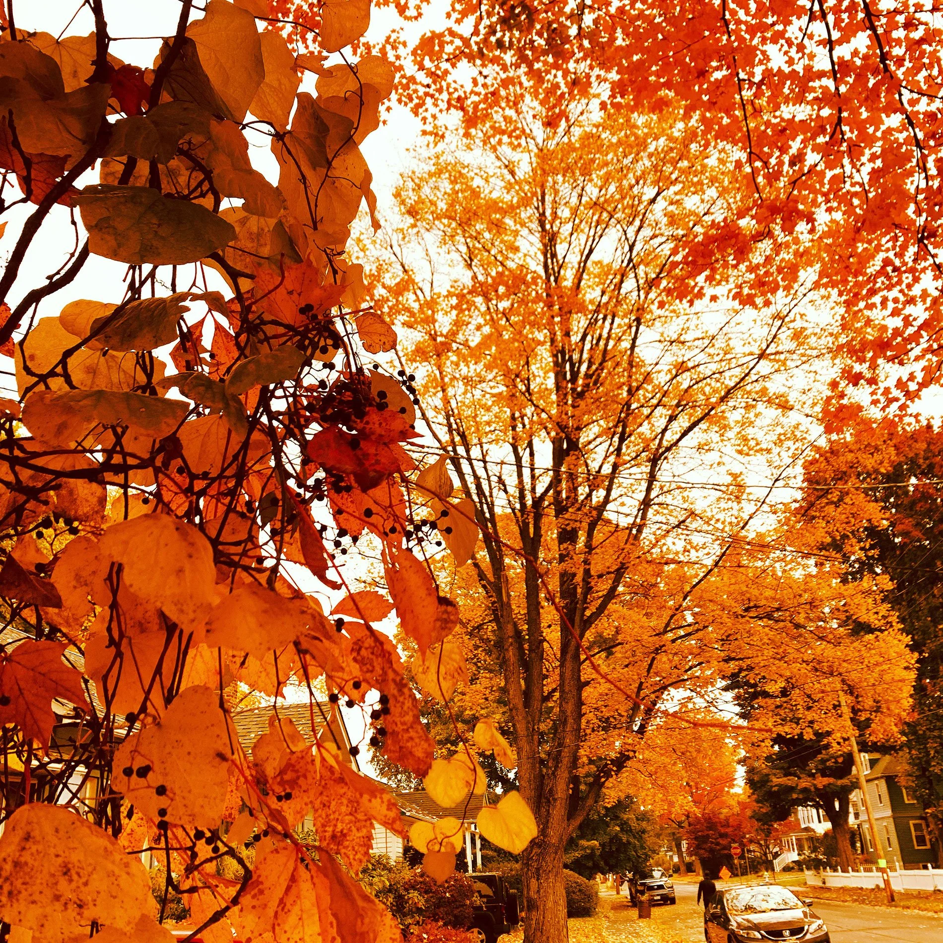 Five Reasons Fall is a Great Planting Season
