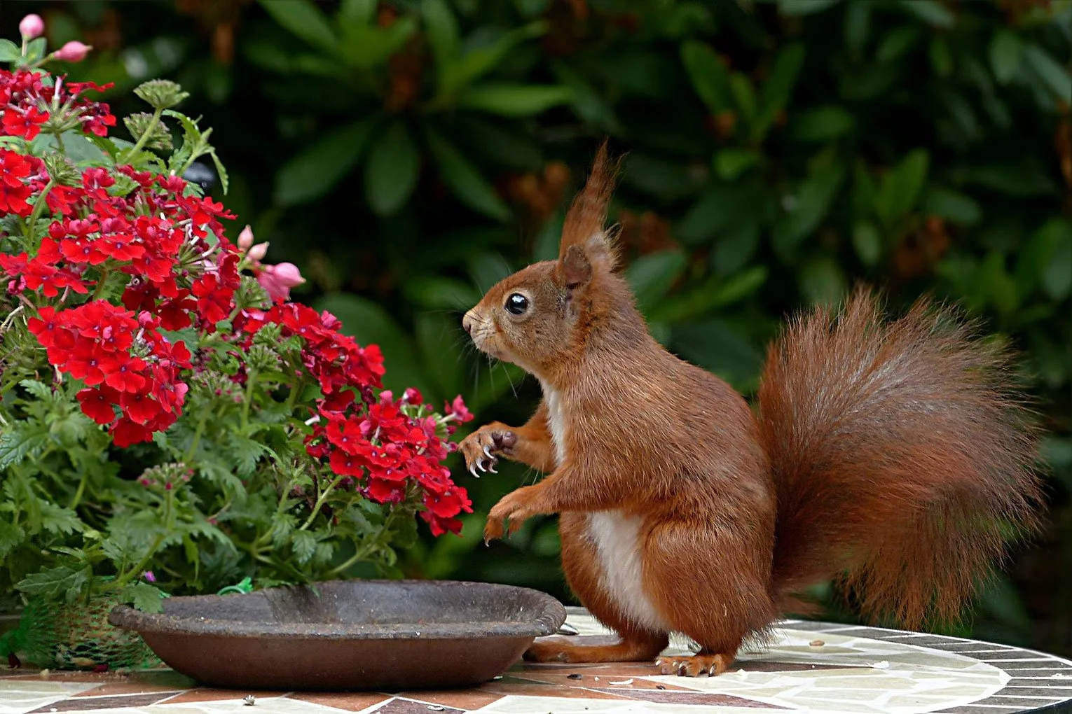 What Made Those Holes in My Lawn & Who Ate My Flowers?