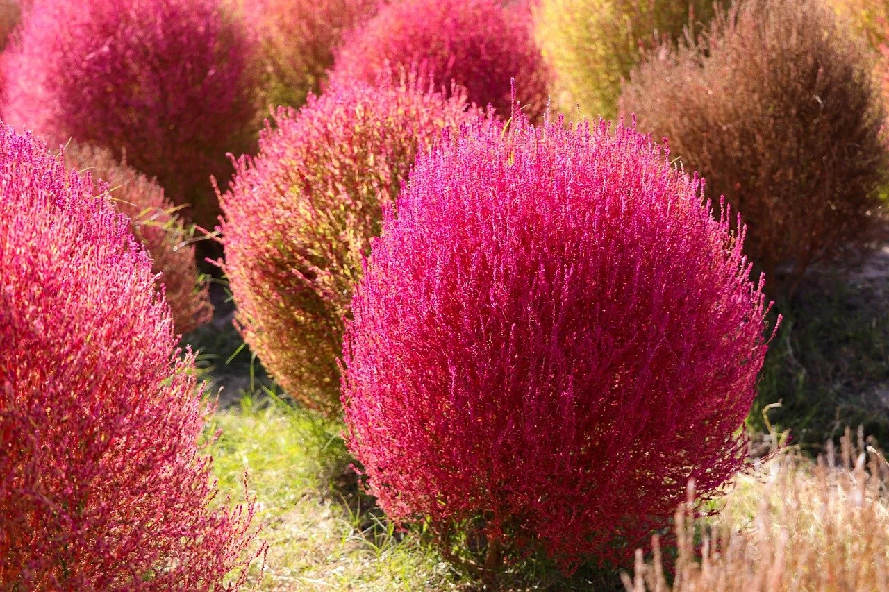 Our Favorite Plantings for Fall Beauty
