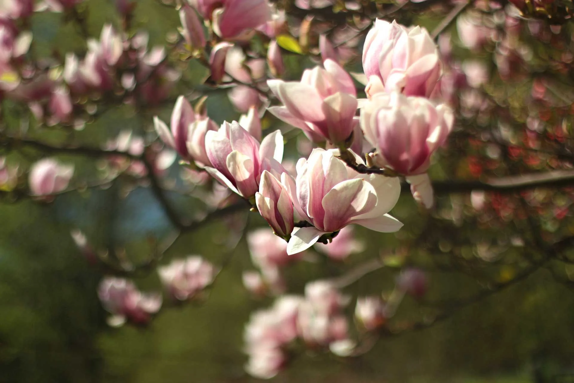 shallow-focus-photography-of-pink-flowers-1046389.jpg