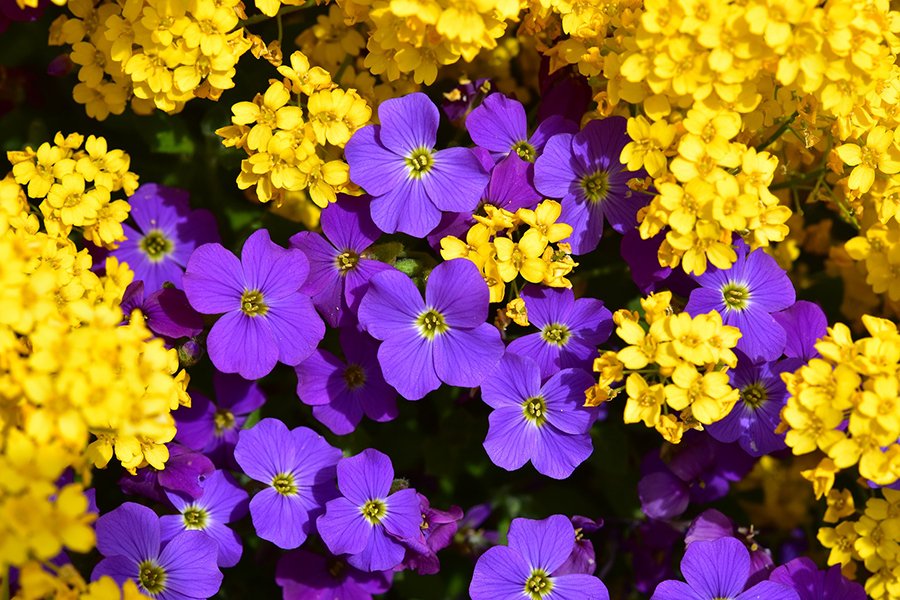flowers-sm.jpg