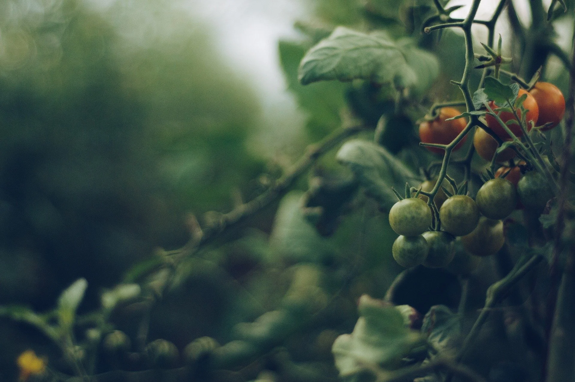 tomato-4474174_1920.jpg