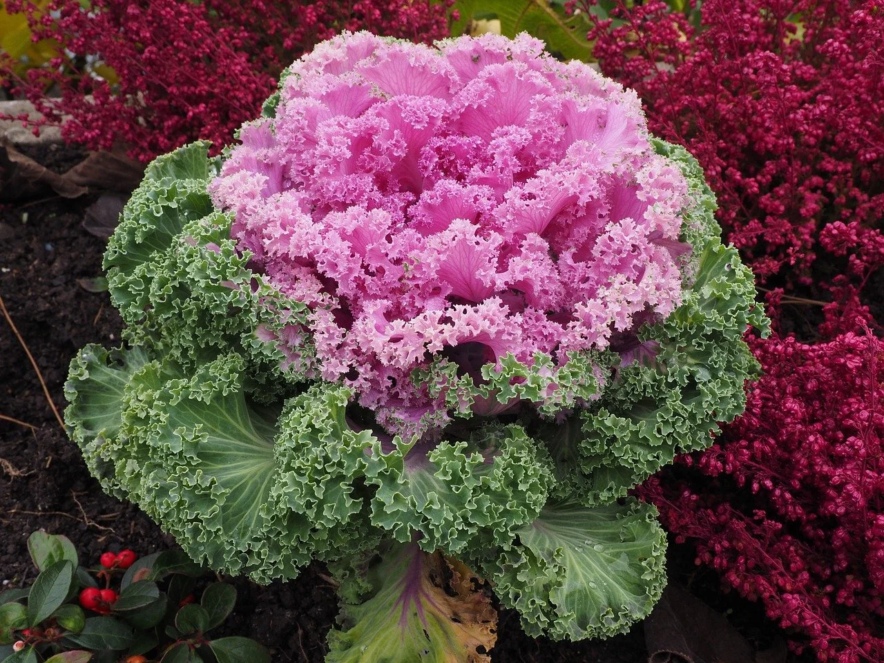 ornamental-cabbage-779945_1280.jpg