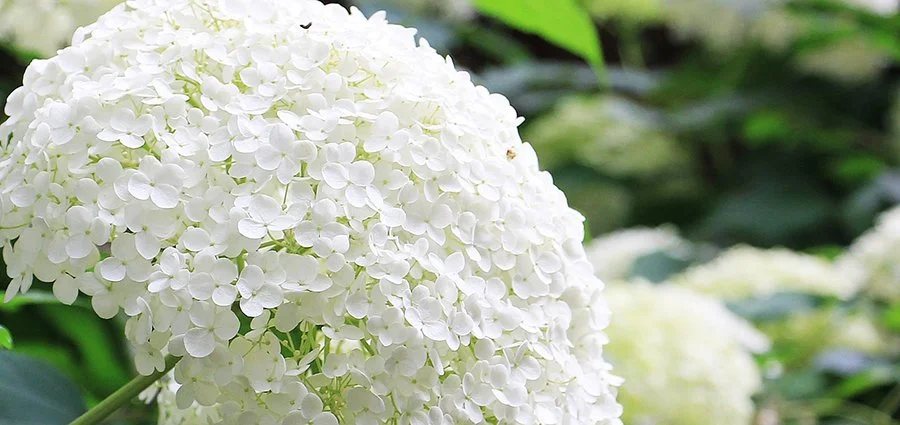 hydrangea-sm.jpg