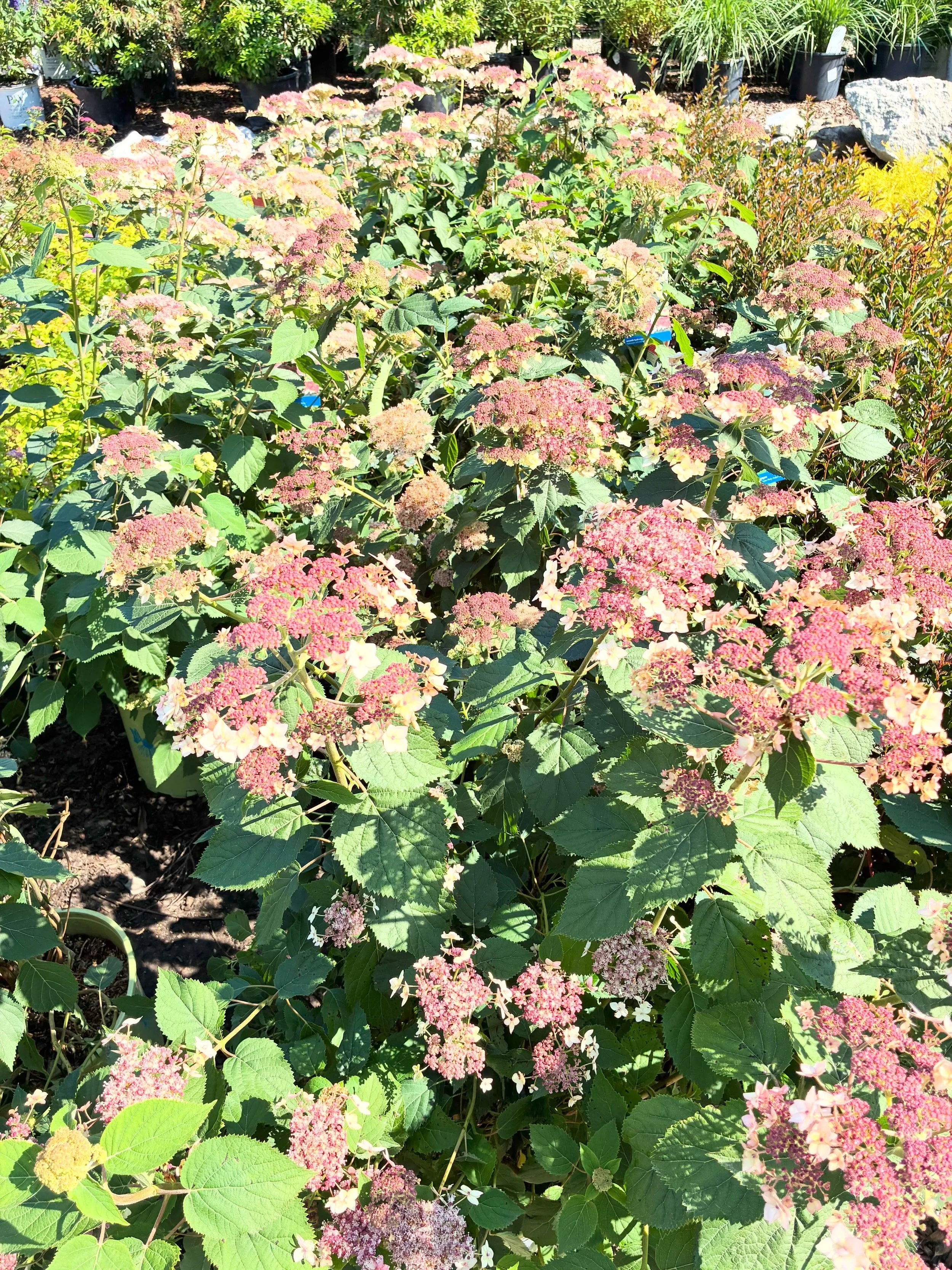 🌸 🌈 Color Is In Full Bloom at the Nursery! 🌈🌸

From vibrant butterfly bushes and bold hydrangeas to stunning daylilies, elegant rose trees, and unique climbing hydrangeas, our nursery is bursting with color and summer beauty! 

Whether you&rsquo;