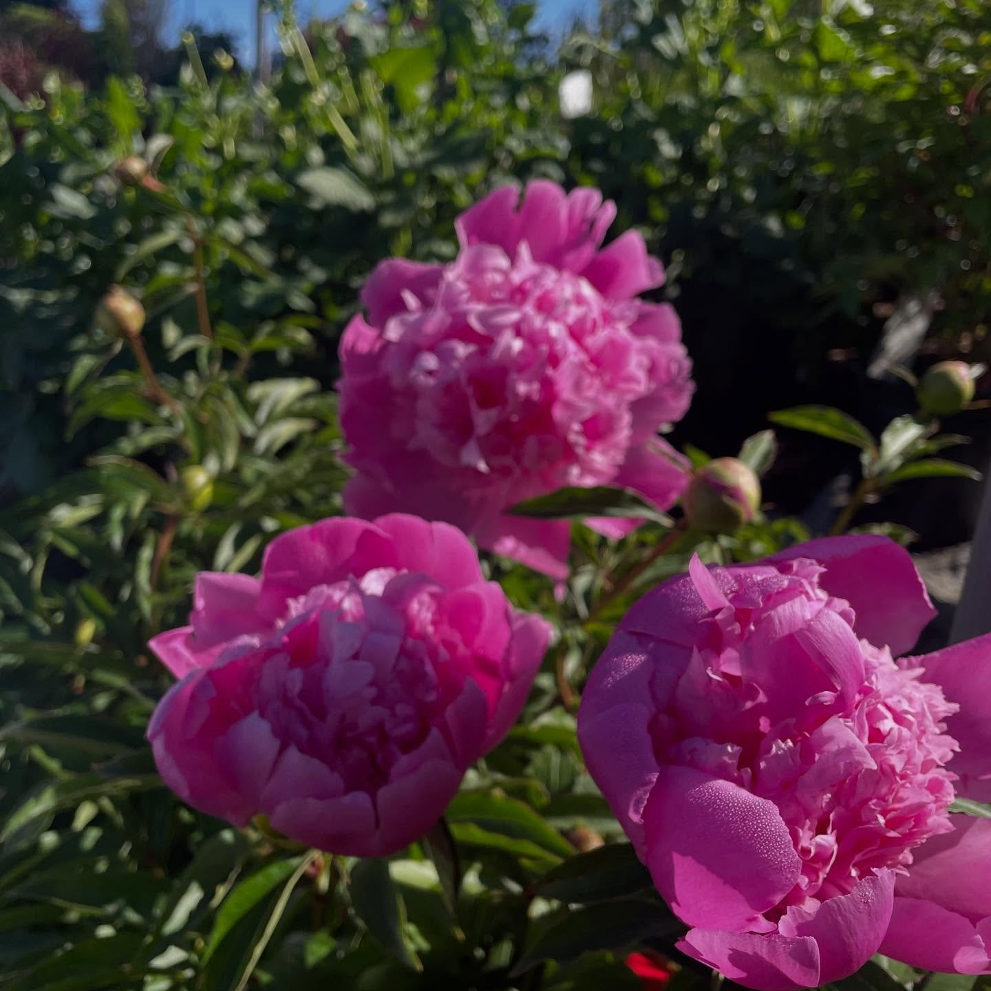 🌿 The Hudson Valley&rsquo;s Largest Selection of Plants &amp; Shrubs 

From vibrant flowers and hardy perennials to privacy shrubs, flowering trees, evergreens, and everything in between &mdash; we&rsquo;ve got the selection your yard has been waiti